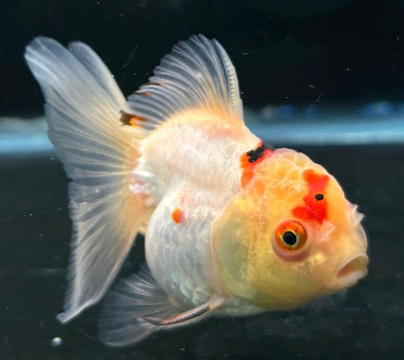 Thai Oranda Tri-Color 2.0” Body Female 4 Months (JC-056)R4A11