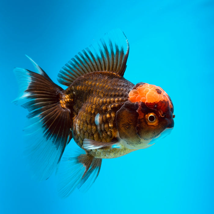 Live Fancy Goldfish Black Body Red Cap Thai Oranda 3.00'' (KP-121) Ready To Ship! What You See What You Get.