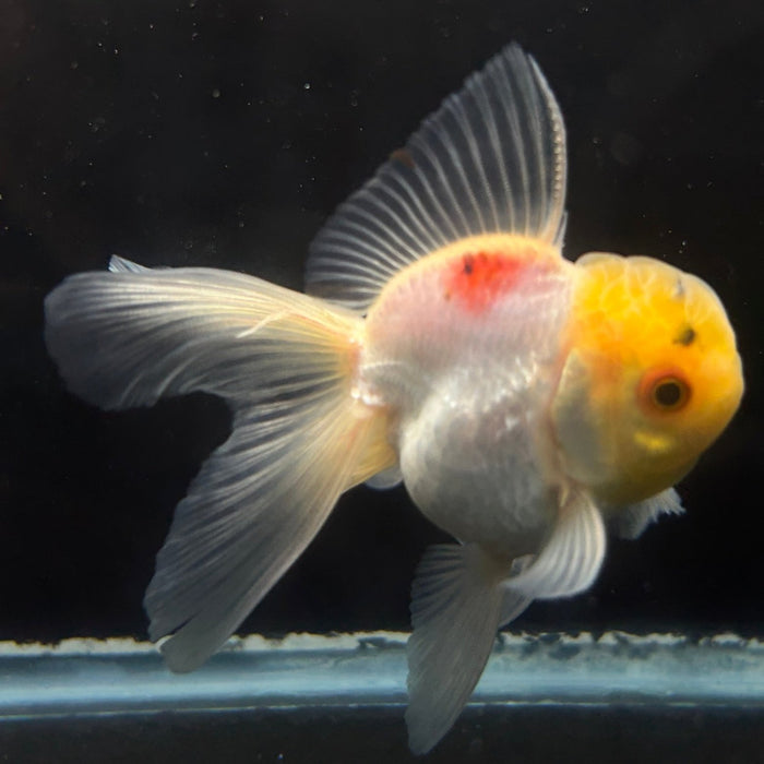 Thai Oranda Lemon Head 2.0” Body Male 4 Months (JC-063)R4A12