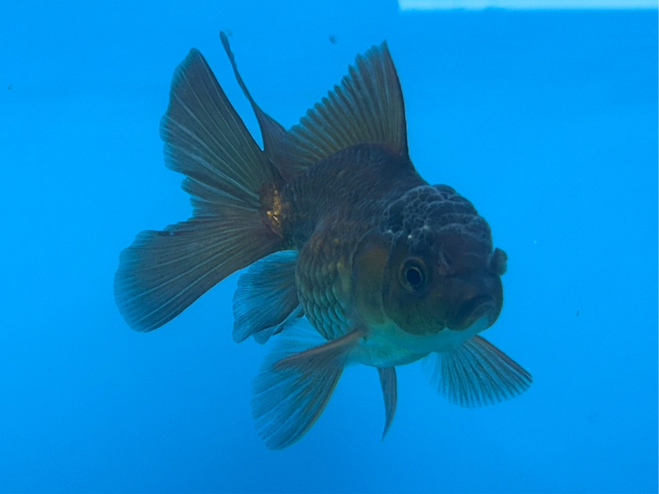 Thai Oranda Yellow Copper Rose Tail 2.5” Body Male 5 Months (JC-121) R1B05