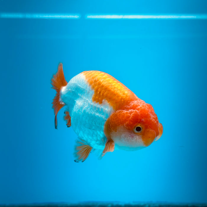 Live Fancy Goldfish Red & White Ranchu 3.00'' (KP-118) Ready To Ship! What You See What You Get.