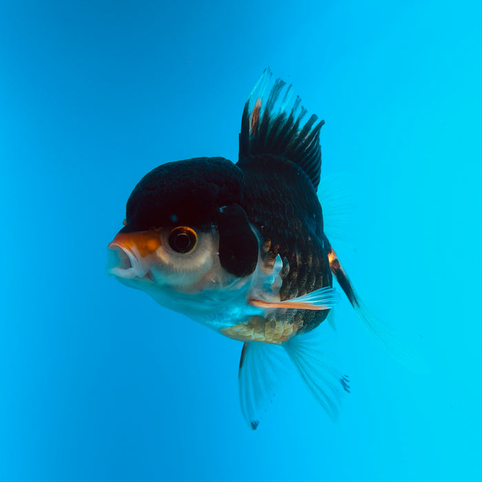 Live Fancy Goldfish  Tri Color Thai Oranda 3.00'' (KP-120) Ready To Ship! What You See What You Get.