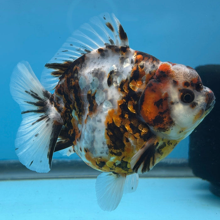 NK Thailand Thai Oranda Short Tail Tiger Calico 4” Body Female (JC-007) R1C4