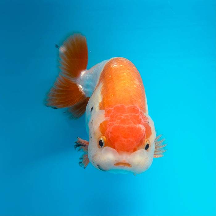 Live Fancy Goldfish Red & White Ranchu 3.00'' (KP-119) Ready To Ship! What You See What You Get.