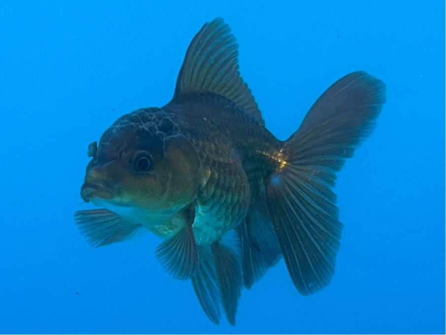 Thai Oranda Yellow Copper Rose Tail 2.5” Body Male 5 Months (JC-121) R1B05