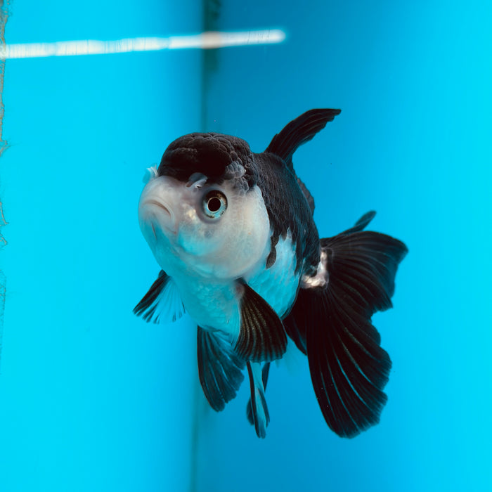 Live Fancy Goldfish Panda Thai Oranda 3.50'' (KP-123) Ready To Ship! What You See What You Get.