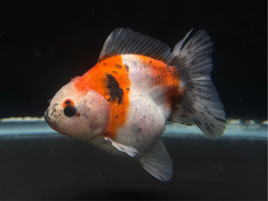 Thai Oranda Yuan Bao 2.5" Body Male 6 Months (JC-070)R1A07