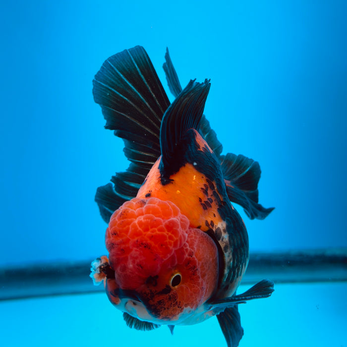 Live Fancy Goldfish Tri Color Thai Oranda 3.50'' (KP-109) Ready To Ship! What You See What You Get.