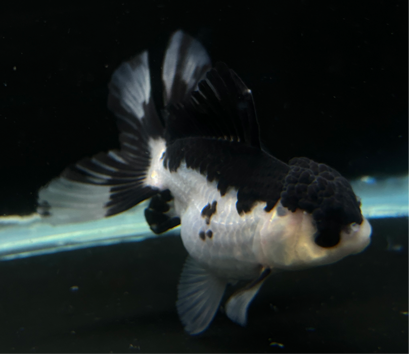 Thai Oranda Red Cap Tri Color 2.5" Body Female 4 Months (JC-013)R4B12