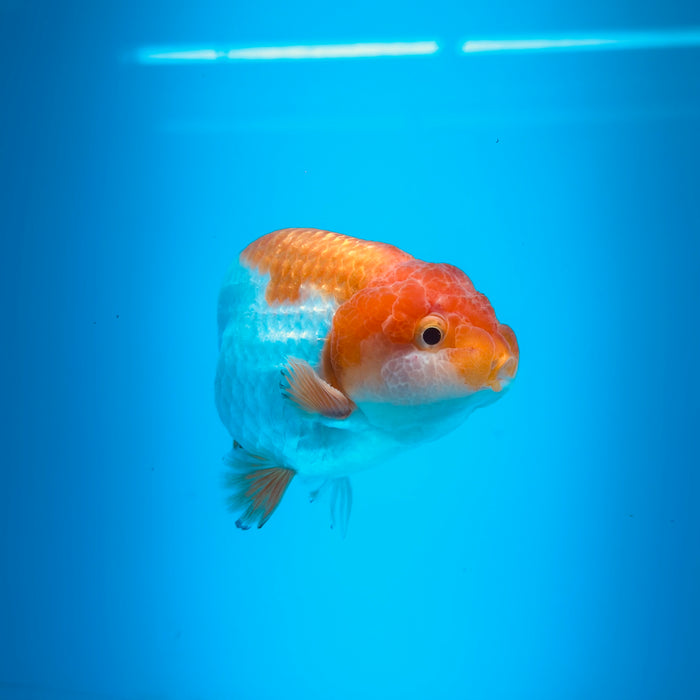 Live Fancy Goldfish Red & White Ranchu 3.00'' (KP-118) Ready To Ship! What You See What You Get.