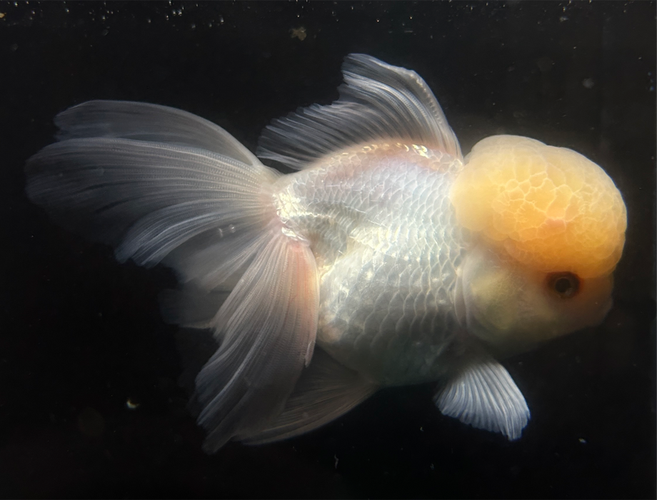 Thai Oranda Lemon Head 3.5” Body Female 6 Months (JC-019)R4A14