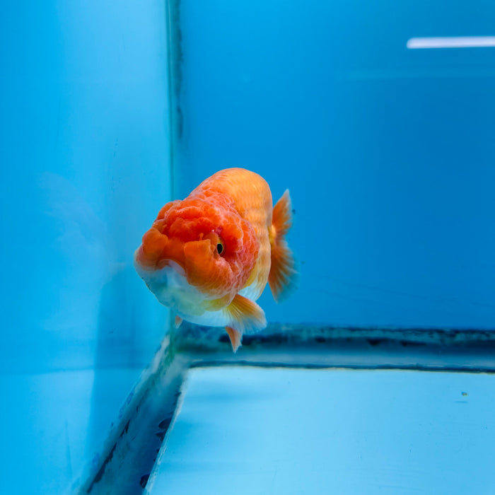 Live Fancy Goldfish Red & White Ranchu 3.00'' (KP-117) Ready To Ship! What You See What You Get.