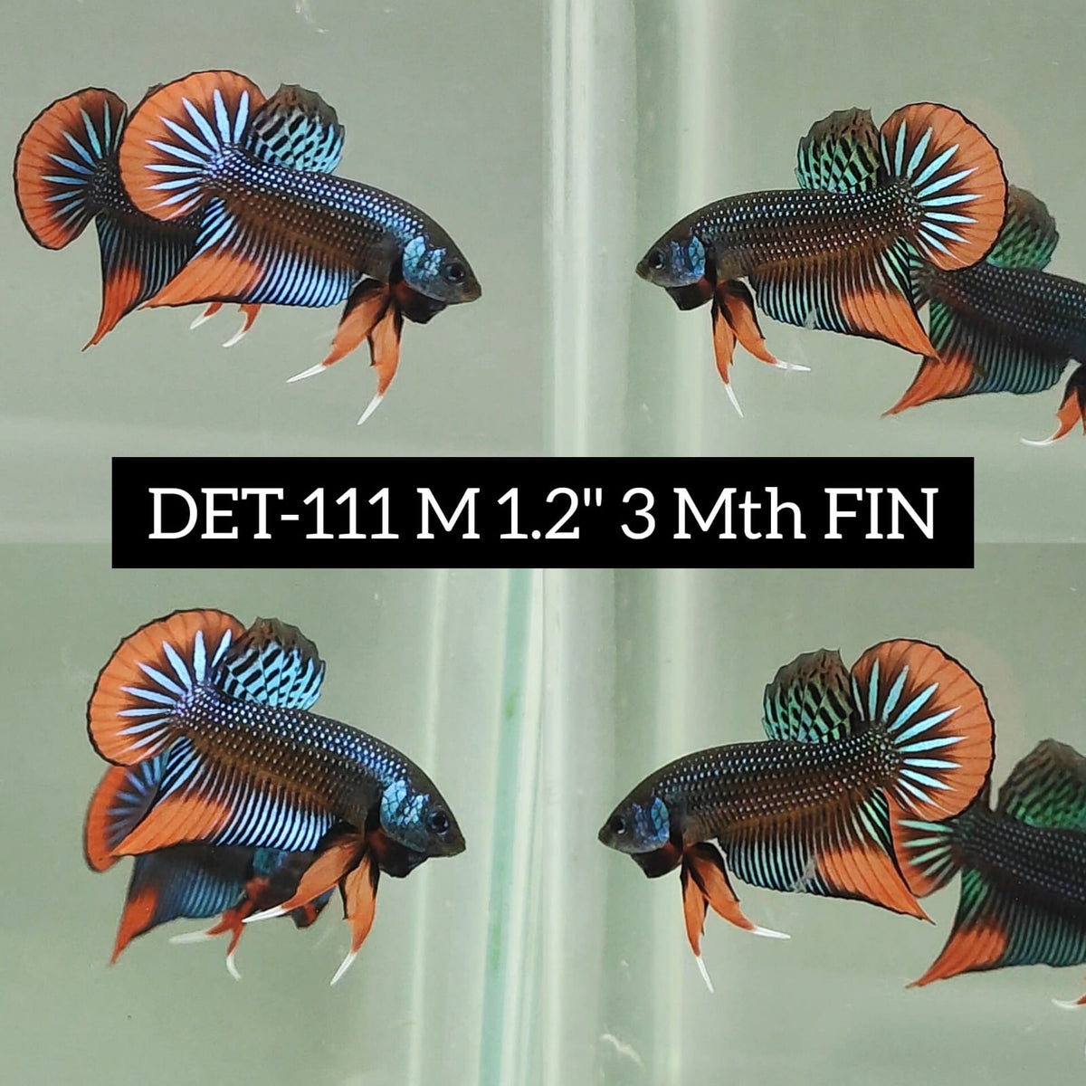 betta leaf - Prices and Deals - Mar 2024