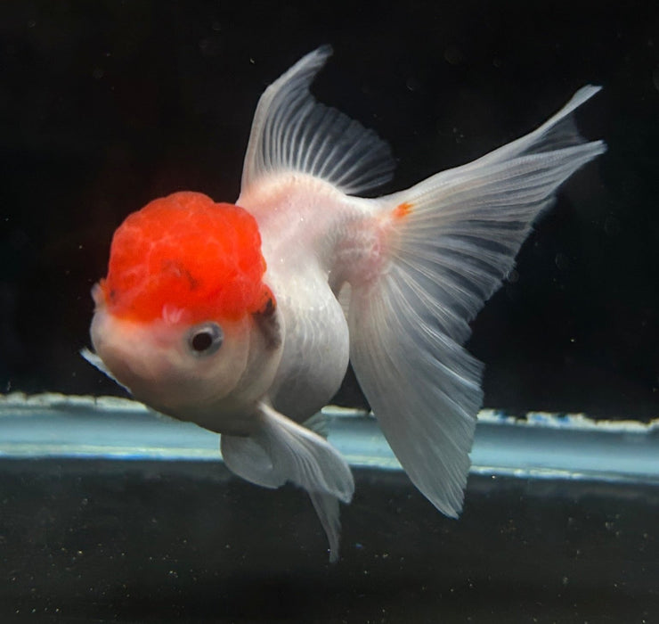 Thai Oranda Red Cap 2.5” Body Female 6 Months (JC-049)R4C10