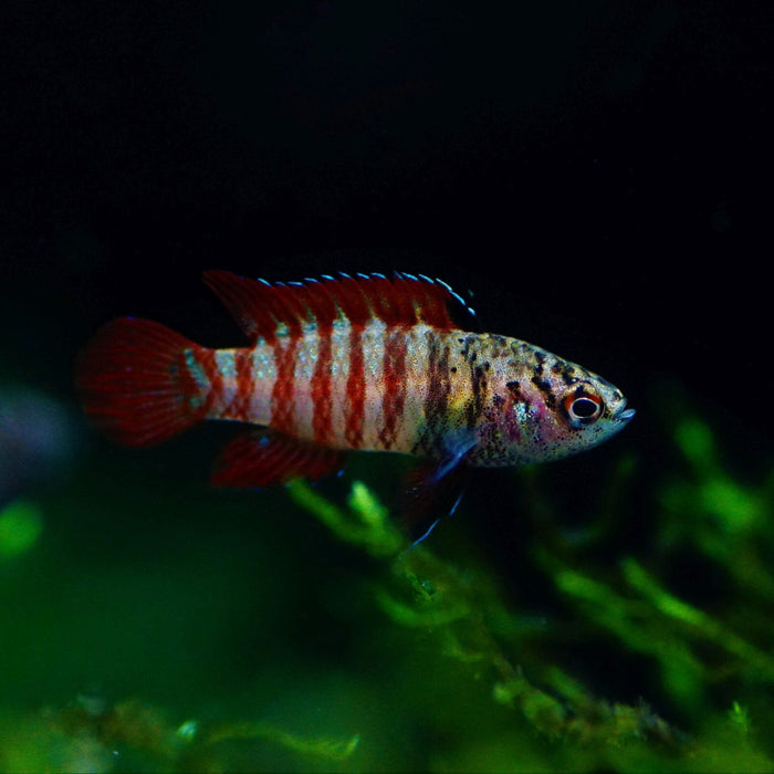 Black Tiger Badis (Dario sp. 'Myanmar')