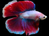 Show Grade double tail Halfmoon Rosetail Butterfly Pink Salamander Betta Male