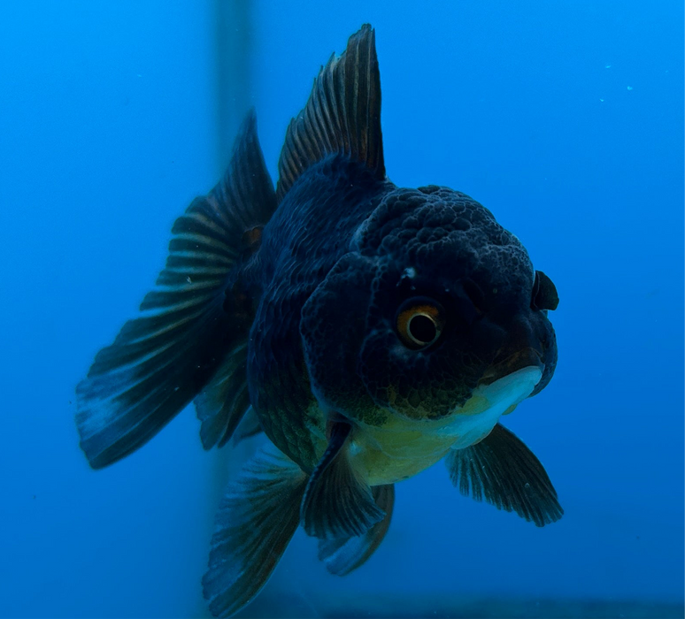 Thai Oranda Black Rose Tail 2.5” Body Female 5 Months (JC-119) R1B05