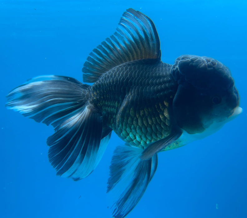 Thai Oranda Panda Black Rose Tail 4” Body Male 8 Months (JC-127) R1A03