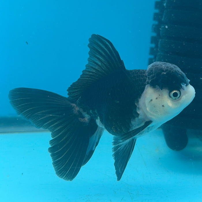 Thai Oranda Panda 3.5” Body Male 8 Months (JC-168)R1A08