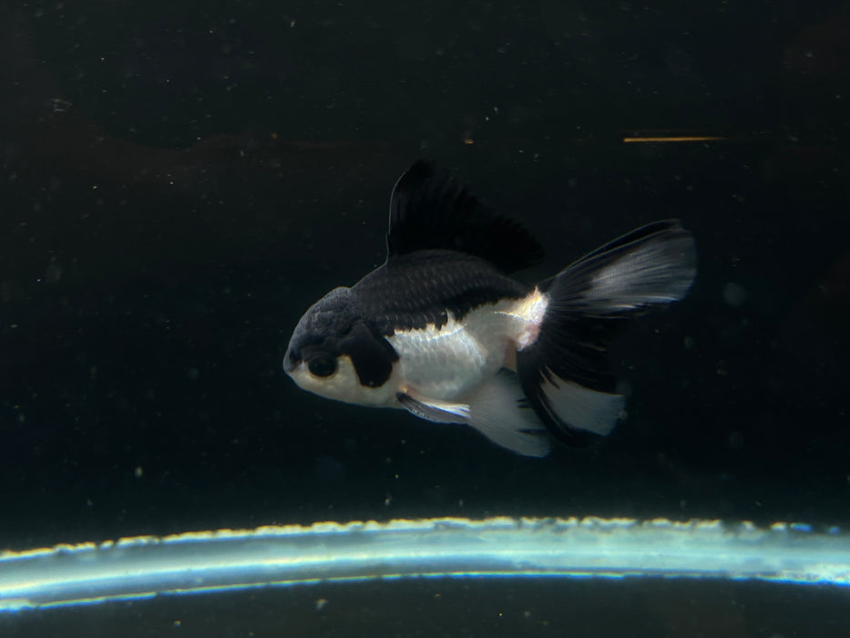 Thai Oranda Tri-Color 2.0”Body Male 4 Months (JC-025)R4B13