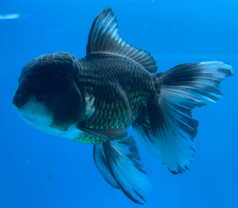 Thai Oranda Panda Black Rose Tail 4” Body Male 8 Months (JC-127) R1A03