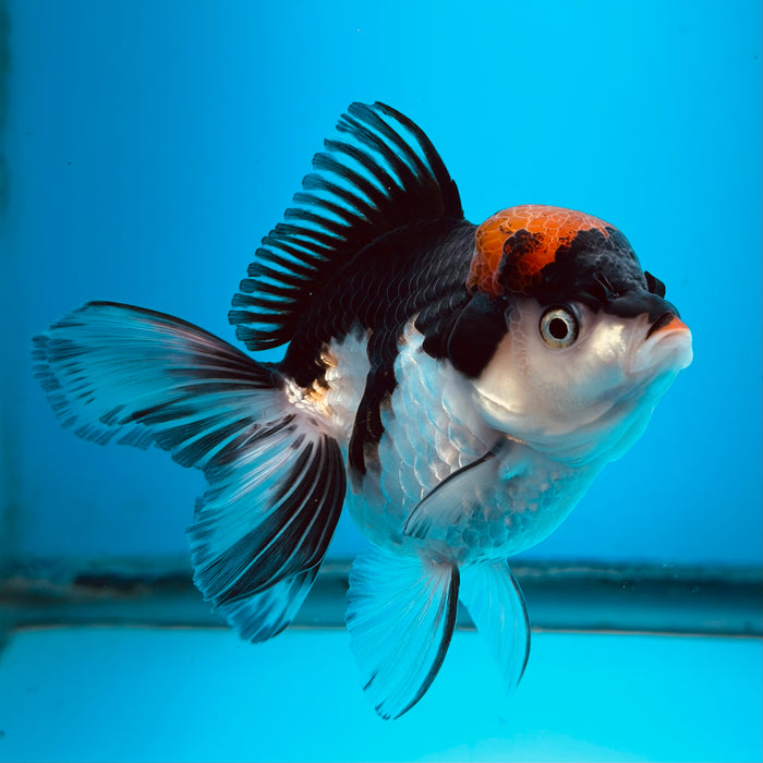 Live Fancy Goldfish Tri Color Thai Oranda 3.50'' (KP-107) Ready To Ship! What You See What You Get.