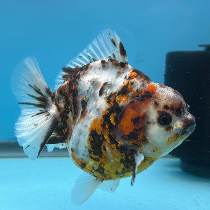 NK Thailand Thai Oranda Short Tail Tiger Calico 4” Body Female (JC-007) R1C4