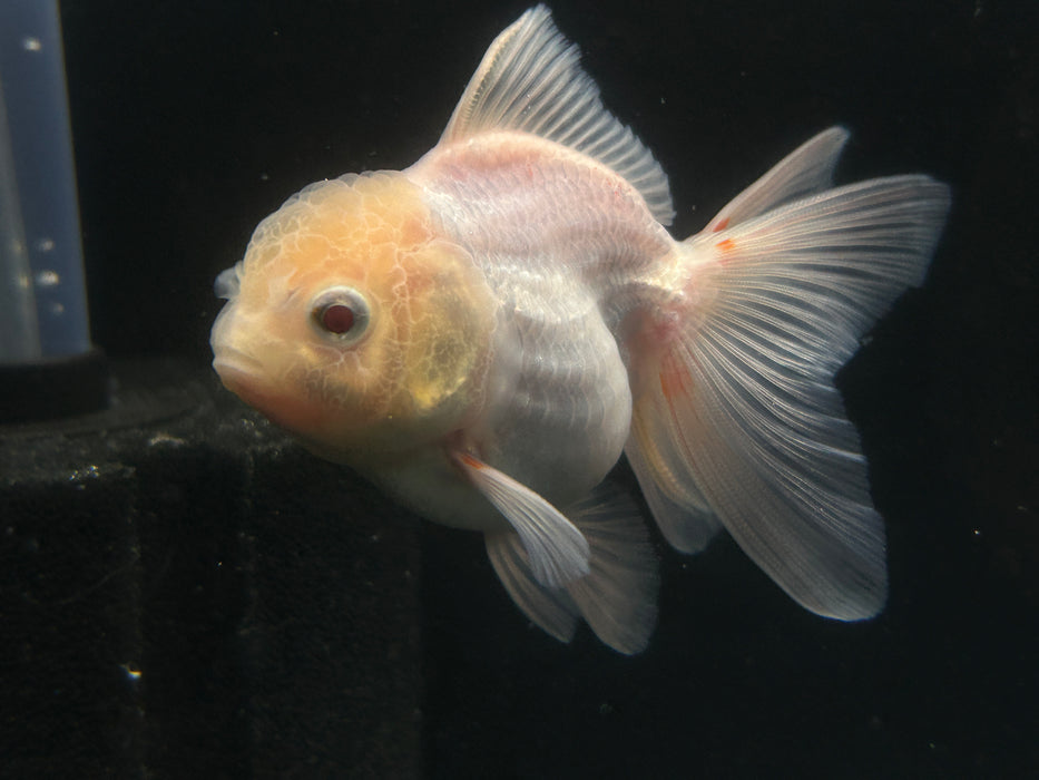 Thai Oranda Lemon Head 2.5”Body Male 4 Months (JC-029)R4A10