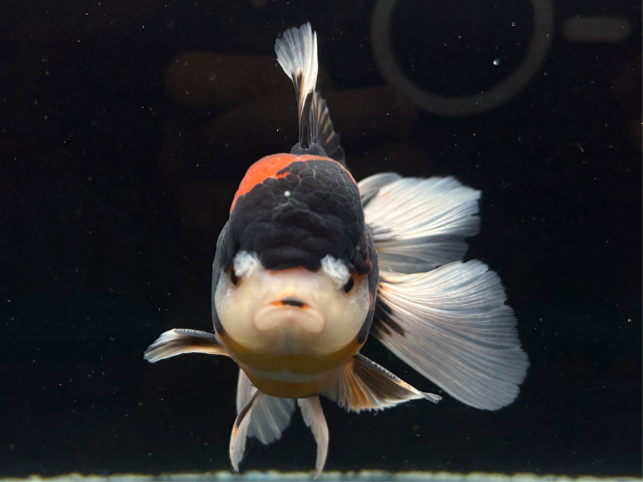 Thai Oranda Tri-Color 3" Body Male 8 Months (JC-078)R1A07