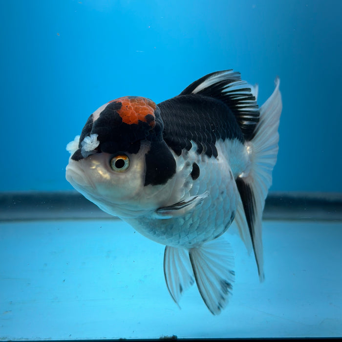 Live Fancy Goldfish Tri Color Thai Oranda 3.50'' (KP-103) Ready To Ship! What You See What You Get.