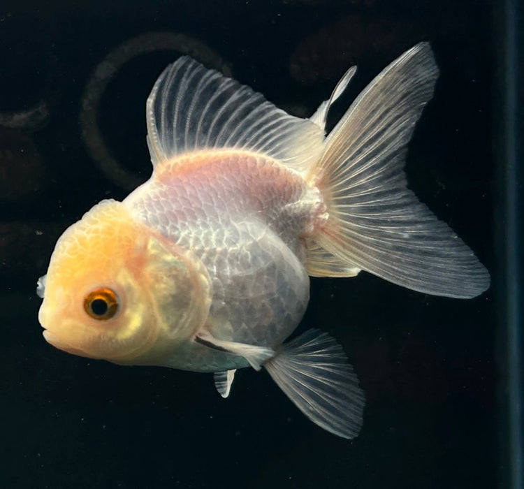 Thai Oranda Lemon Head 2.3” Body Female 5 Months (JC-059)R4A13