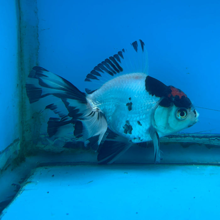 Thai Oranda Panda Red Cap 3” Body Male 7 Months (JC-177)R1A9