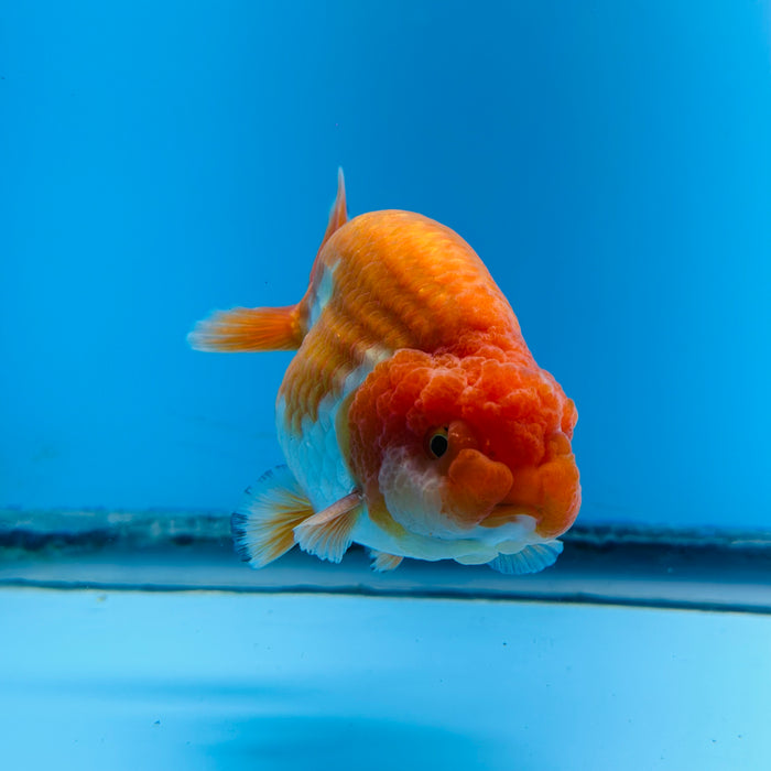 Live Fancy Goldfish Red & White Ranchu 3.00'' (KP-117) Ready To Ship! What You See What You Get.