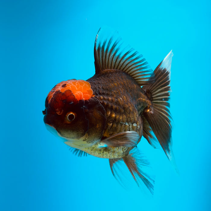 Live Fancy Goldfish Black Body Red Cap Thai Oranda 3.00'' (KP-121) Ready To Ship! What You See What You Get.