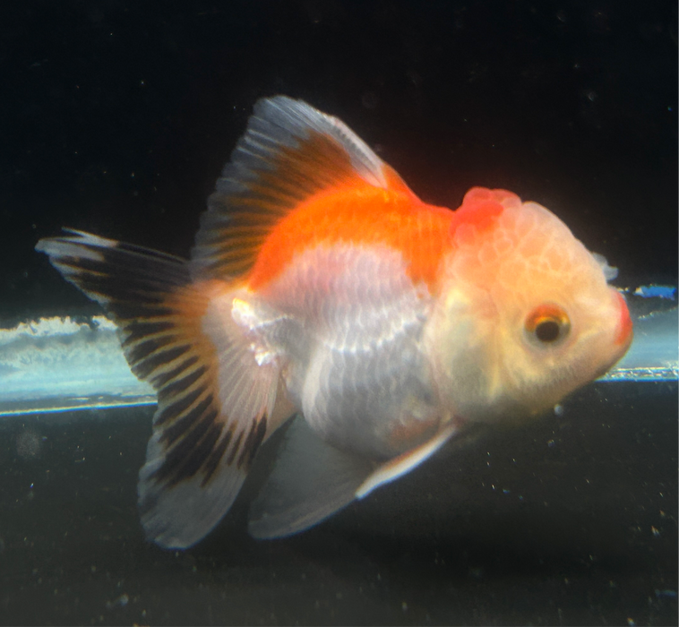 Thai Oranda Tri-Color 2.0”Body Male 4 Months (JC-026)R4C08