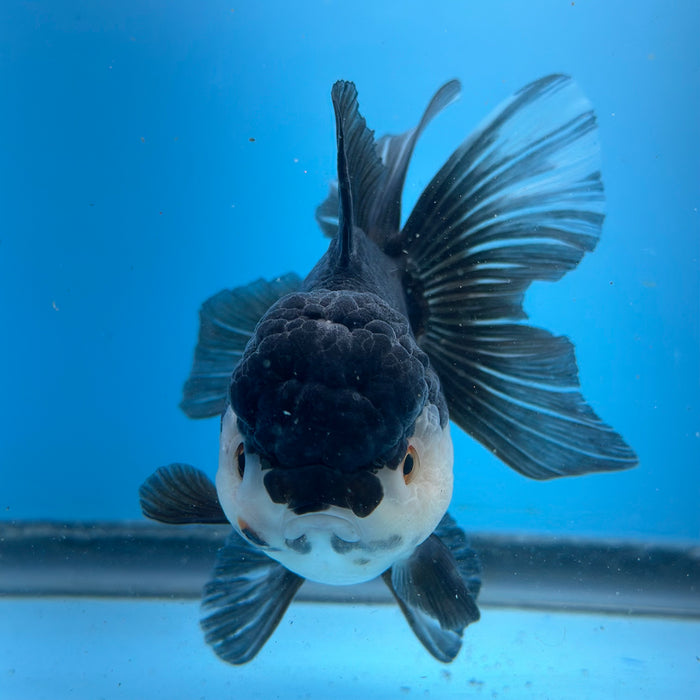 Live Fancy Goldfish Panda Thai Oranda Show Quality 3.5'' (KP-100) Ready To Ship! What You See Is What You Get.