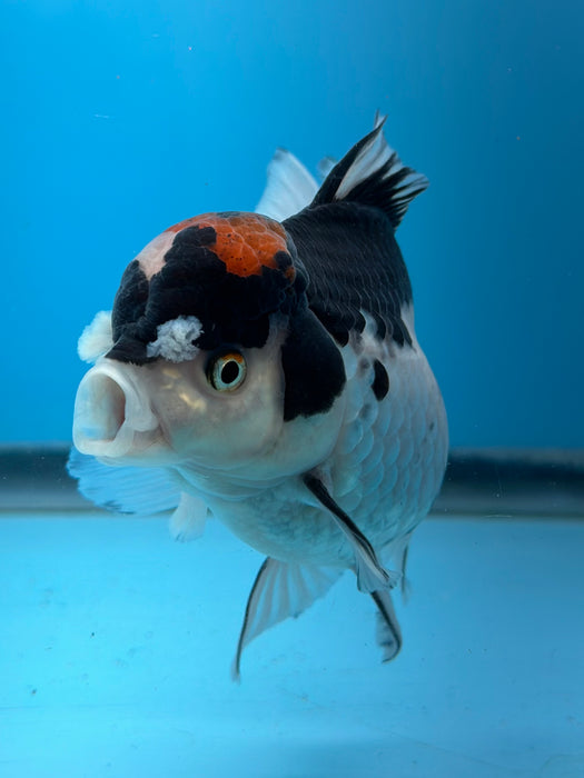 Live Fancy Goldfish Tri Color Thai Oranda 3.50'' (KP-103) Ready To Ship! What You See What You Get.