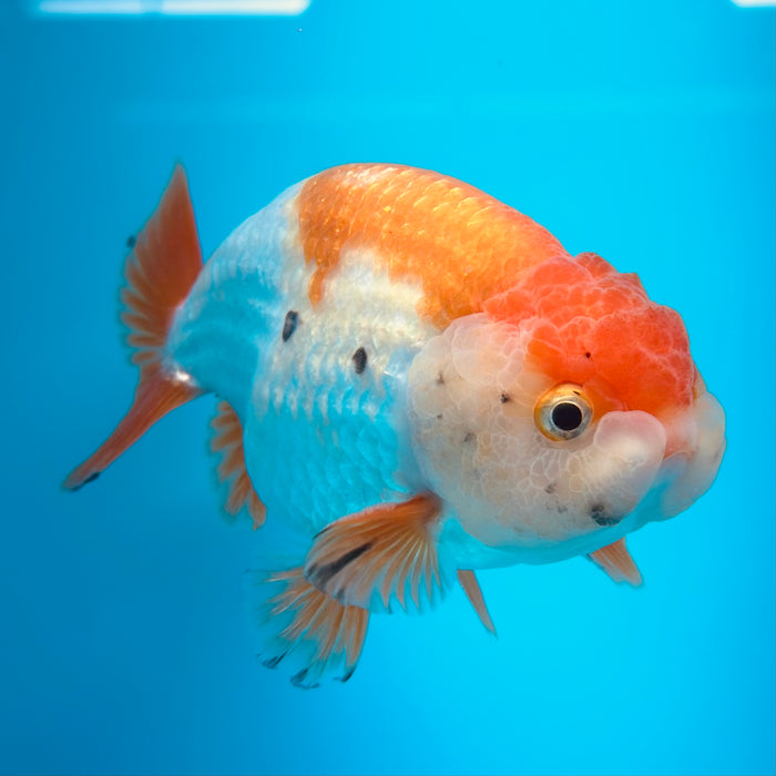 Live Fancy Goldfish Red & White Ranchu 3.00'' (KP-119) Ready To Ship! What You See What You Get.