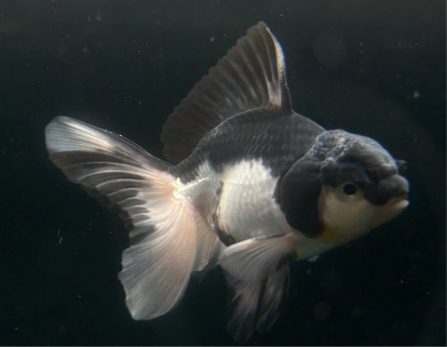 Thai Oranda Panda 2.5”Body Male 5 Months (JC-032)R4A09