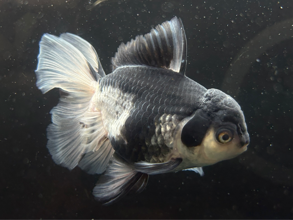 Thai Oranda Panda 3.5" Body Female 8 Months (JC-079)R1A07