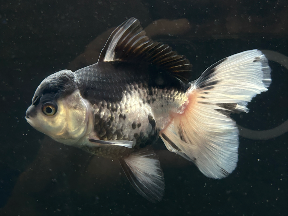 Thai Oranda Panda 3.5" Body Female 8 Months (JC-079)R1A07