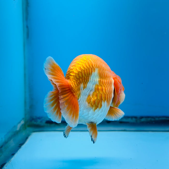 Live Fancy Goldfish Red & White Ranchu 3.00'' (KP-117) Ready To Ship! What You See What You Get.