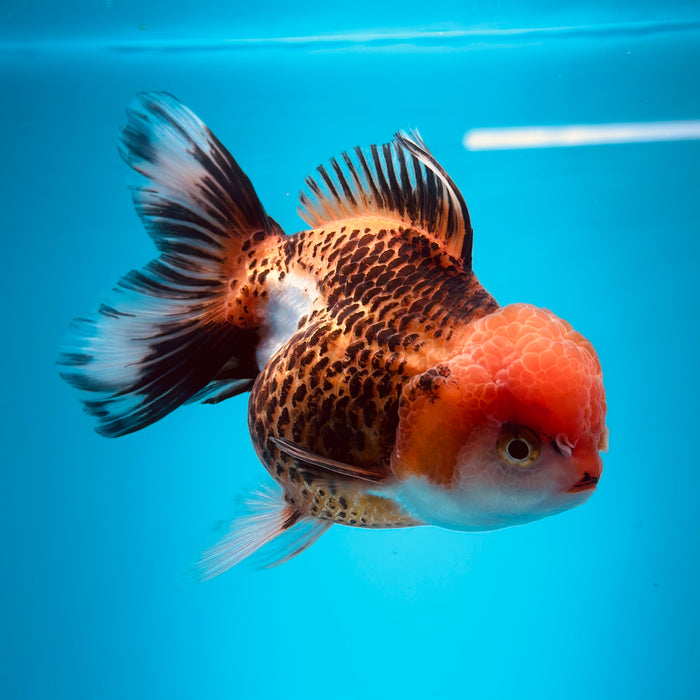 Live Fancy Goldfish Tiger Tri Color Thai Oranda 3.00'' (KP-113) Ready To Ship! What You See What You Get.