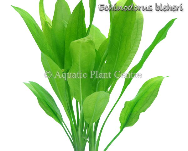 Echinodorus Bleheri Amazon Sword - Lead Bunch