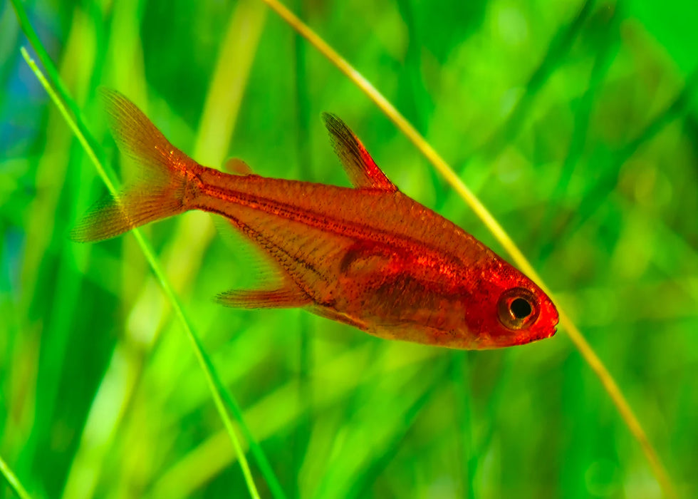 Live Tropical Fish Ember Tetra (Hyphessobrycon amandae) R13B07