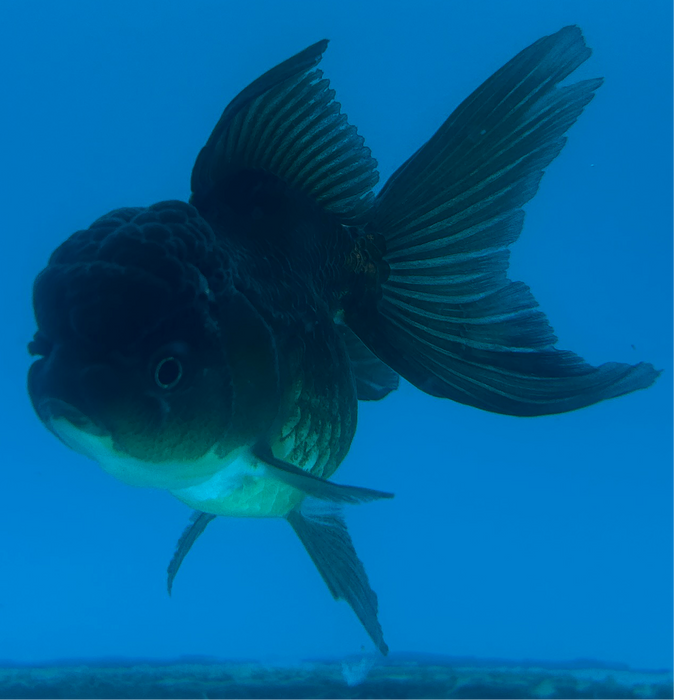 Thai Oranda Rose Tail Black 2.5” Body Female 6 Months (JC-102) R1B06