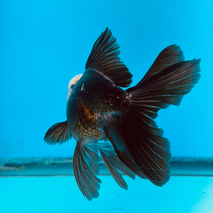 Live Fancy Goldfish Panda Thai Oranda 3.50'' (KP-112) Ready To Ship! What You See What You Get.