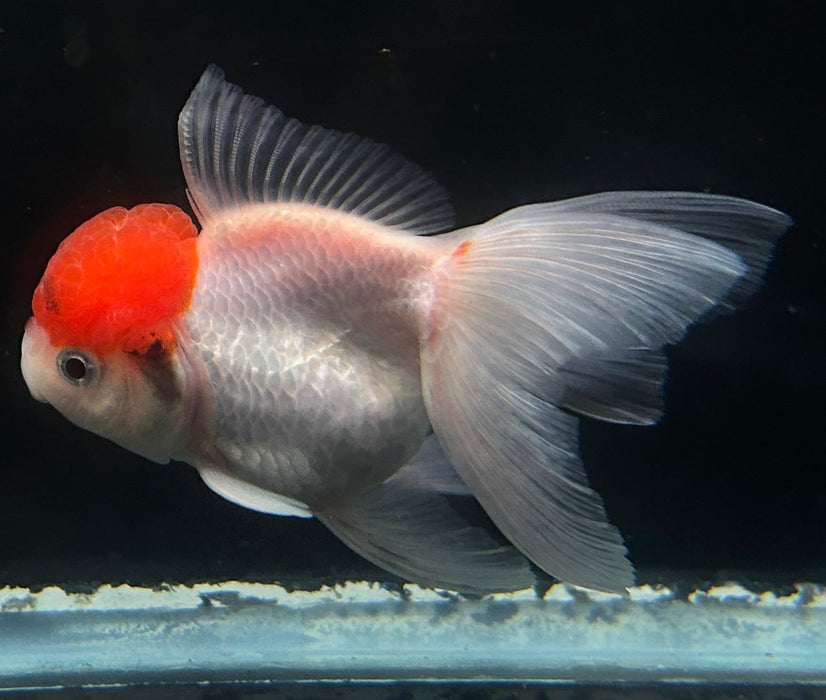 Thai Oranda Red Cap 2.5” Body Female 6 Months (JC-049)R4C10