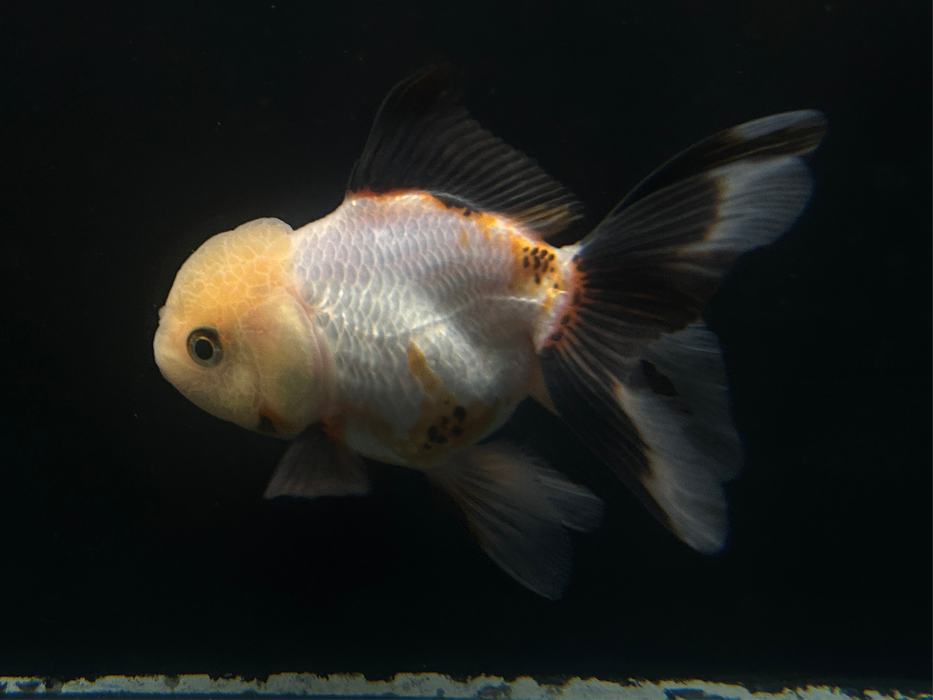 Thai Oranda Tri-Color 2.5" Body Female 6 Months (JC-066)R4B14