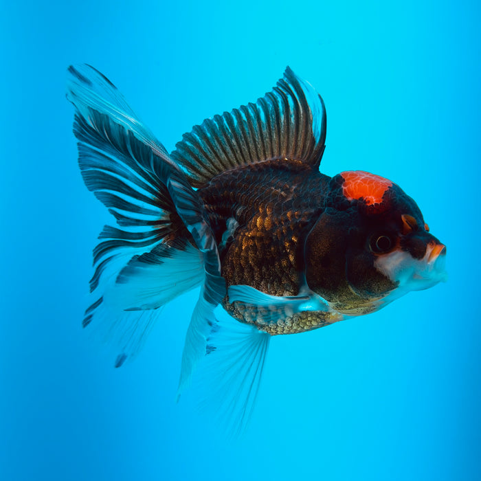 Live Fancy Goldfish Tri Color Thai Oranda 3.00'' (KP-124) Ready To Ship! What You See What You Get.